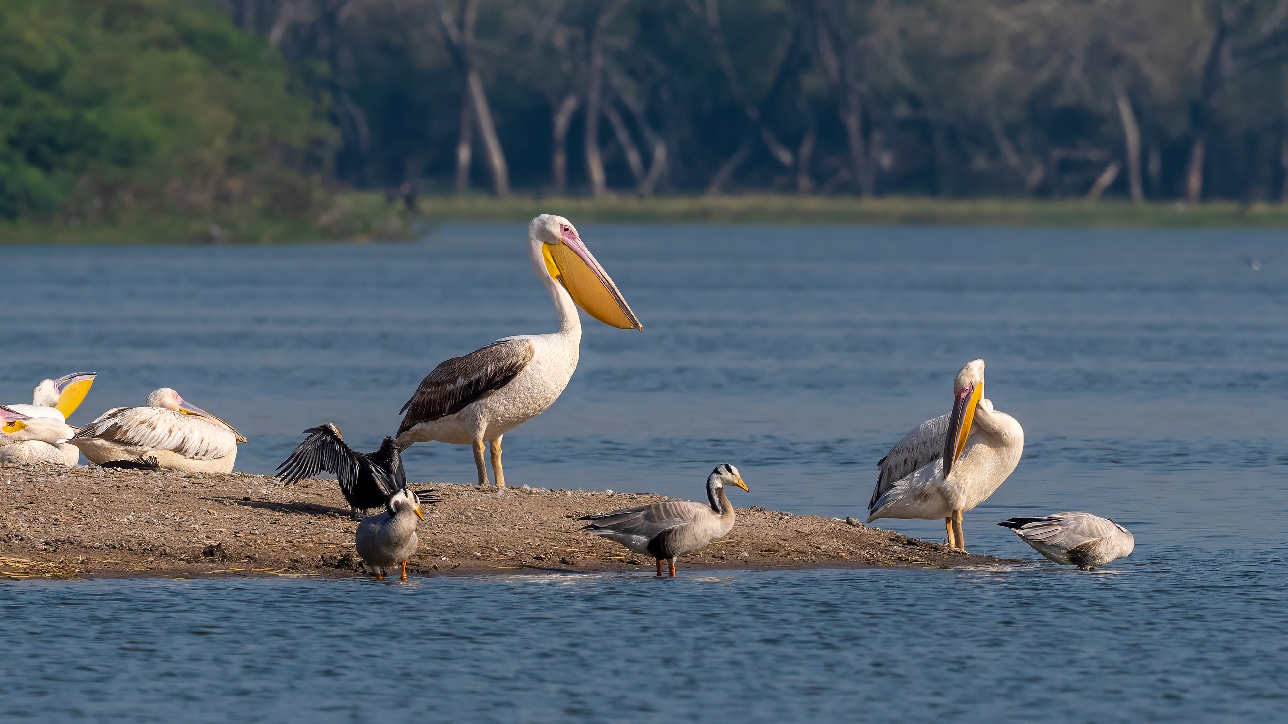 Great White Pelican